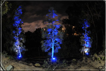 Tree Highlights